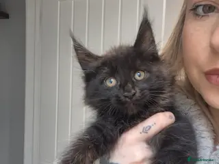 Maine Coon cats 1 beautiful maine coon left 😍 - Advert 17