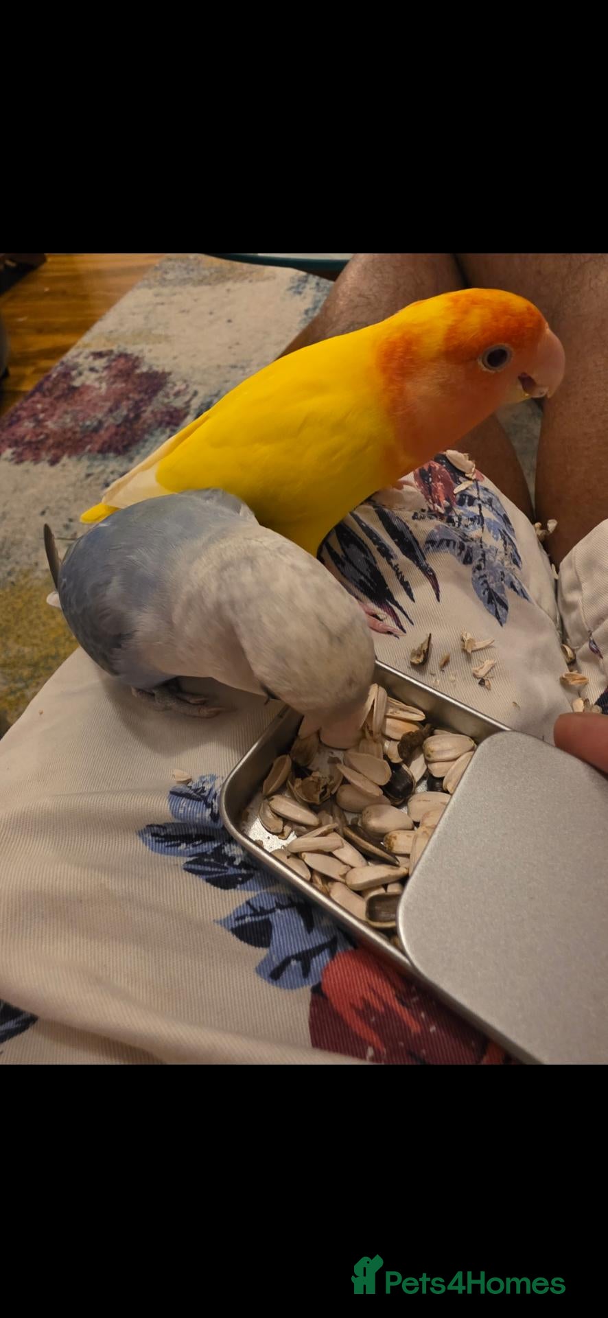 Lovebirds birds for sale: Tamed Peachfaced female Lovebird (Collection Only) - Advert 1