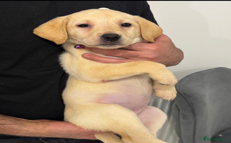 Labrador Retriever dogs Labrador puppies. Ready to leave.  - Advert 5