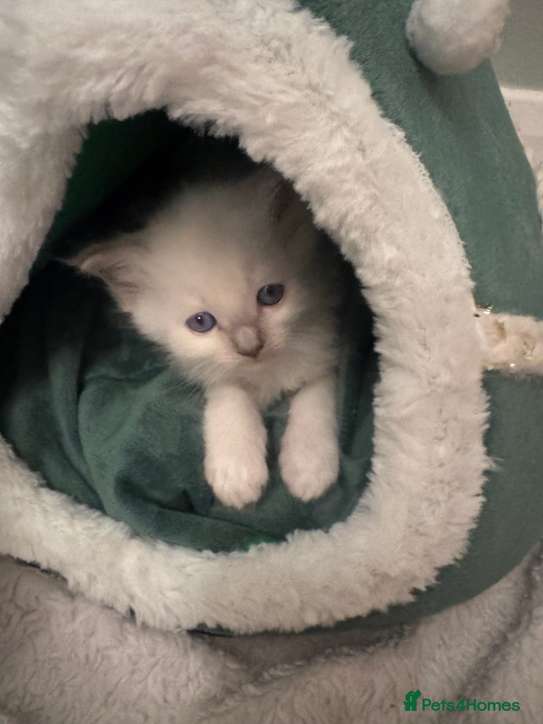 Ragdoll cats for sale: Pure bred blue & lilac point Ragdoll kittens  - Advert 6