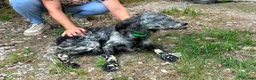 English Setter dogs for adoption: Laya  in Alfreton - Advert 9