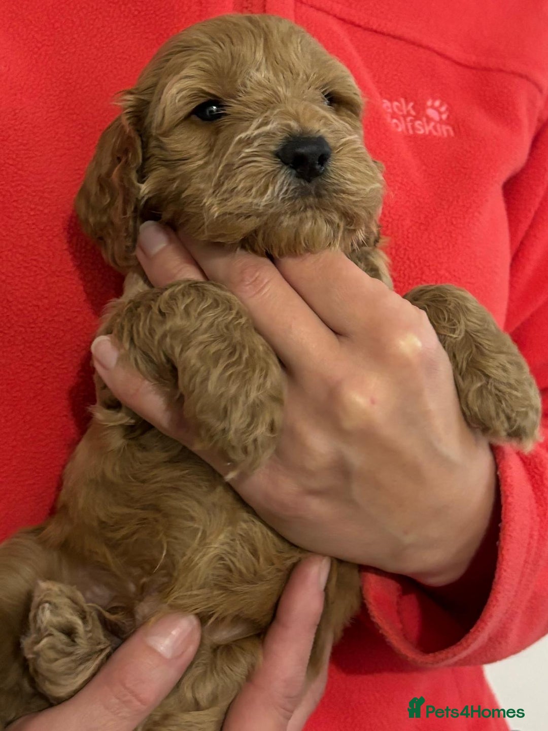 Cockapoo dogs for sale: *Adorable Gold & Red Puppies availble* - Advert 5