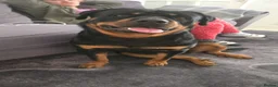 Rottweiler dogs for sale:  Nearly 5 weeks old lovely little rotwieler puppys - Advert 7