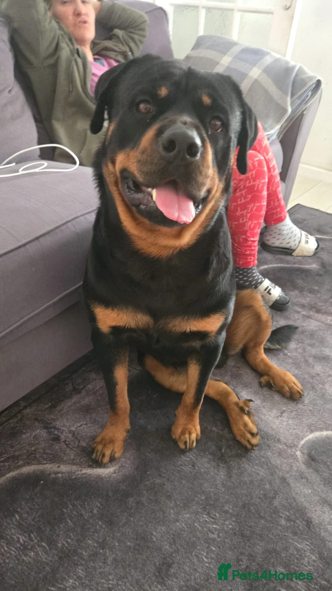 Rottweiler dogs for sale:  Nearly 5 weeks old lovely little rotwieler puppys - Advert 7