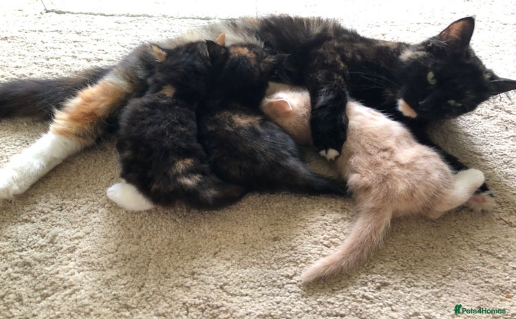 Mixed Breed cats - Advert 4
