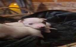 Jack Russell dogs for sale: Lovely Jack russell puppies. - Image 12