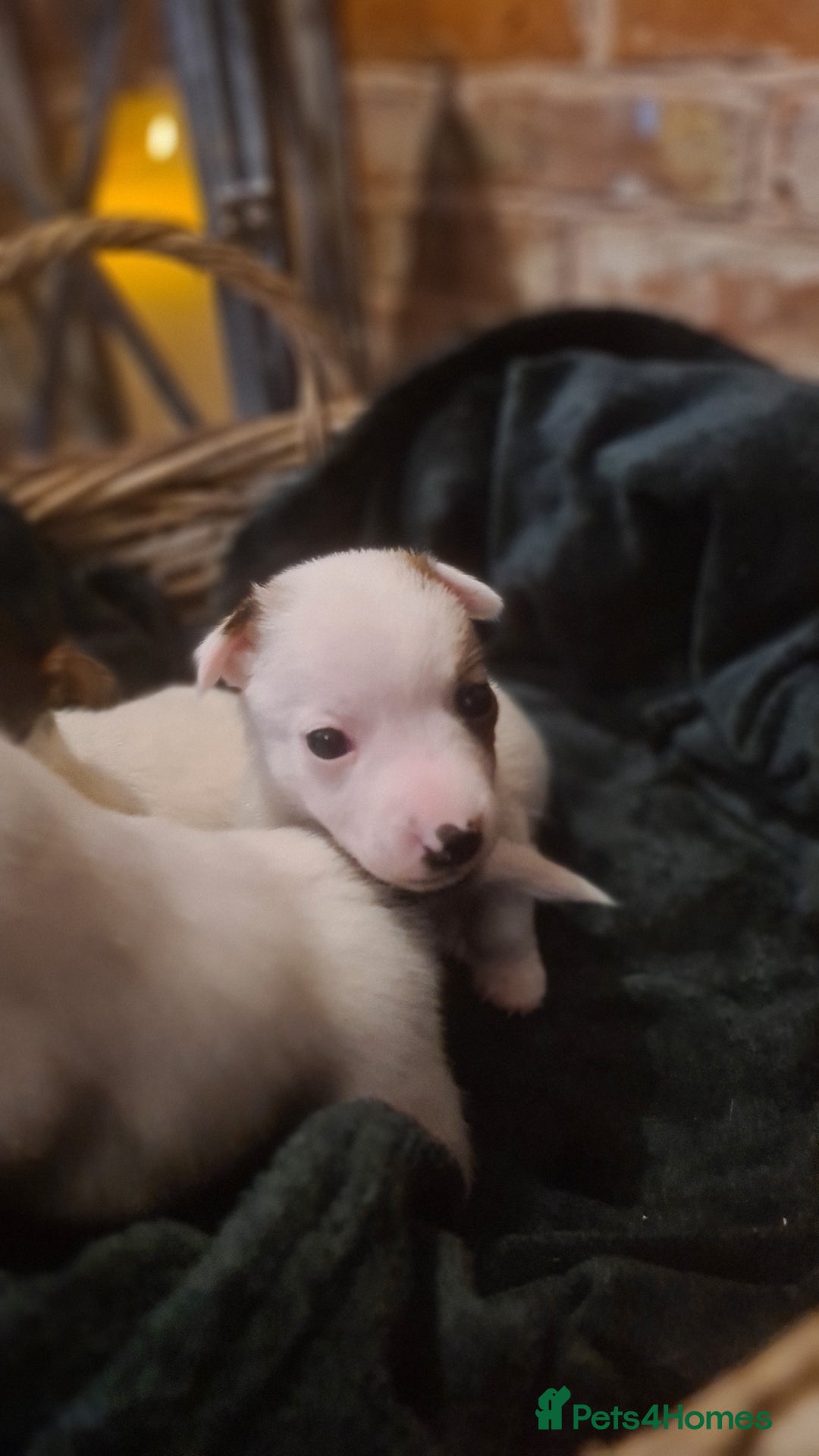 Jack Russell dogs for sale: Lovely Jack russell puppies. - Image 12