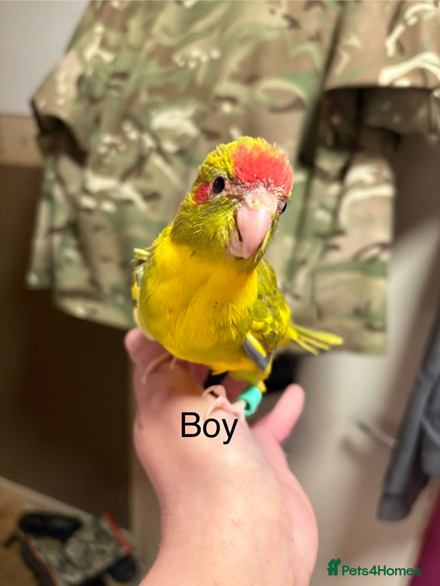 Parakeets birds Hand reared and hand tame Kakariki - Advert 5