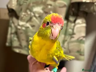 Parakeets birds Hand reared and hand tame Kakariki - Advert 1