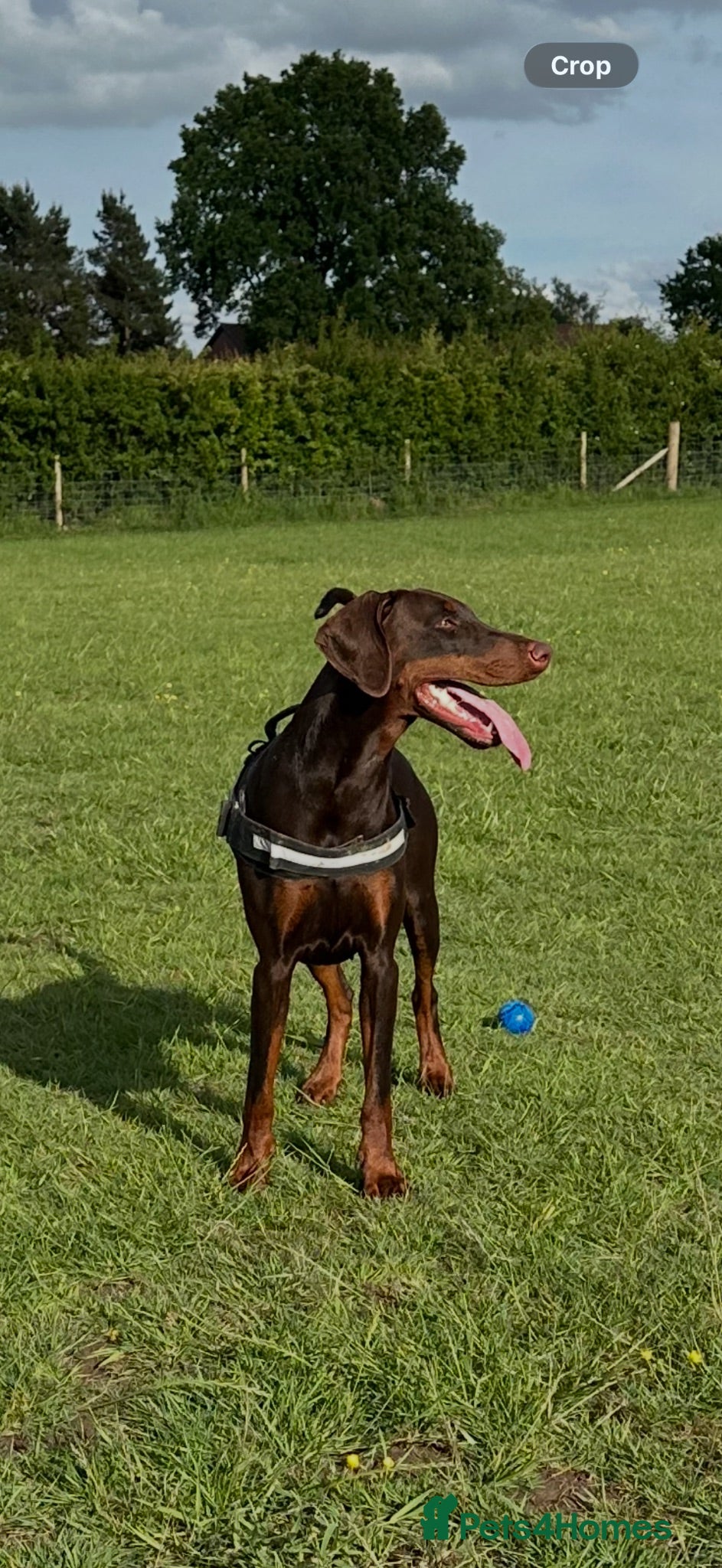 Dobermann dogs 🏡Viewings Available Now | KC Registered Dobermans - Advert 2