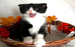 Scottish Fold cats for sale: Scottish fold kittens - Image 2