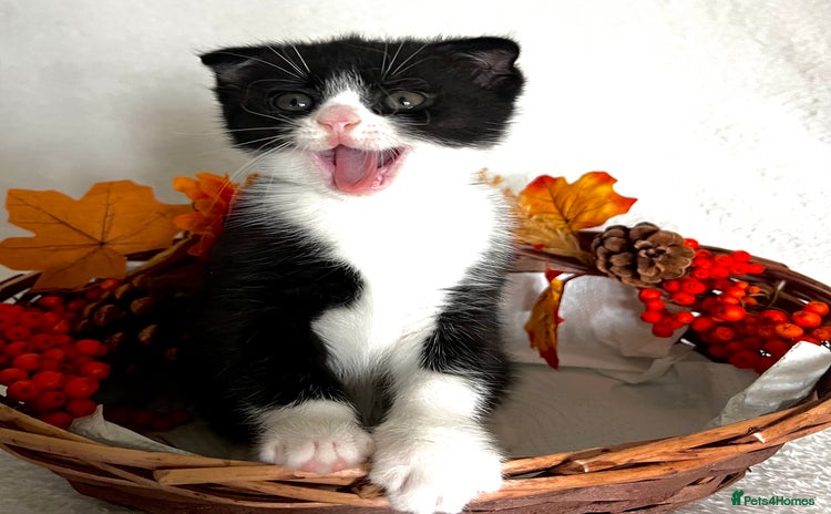 Scottish Fold cats - Advert 1