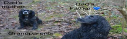 Cocker Spaniel dogs for sale: Cocker Spaniel puppies  - Advert 25