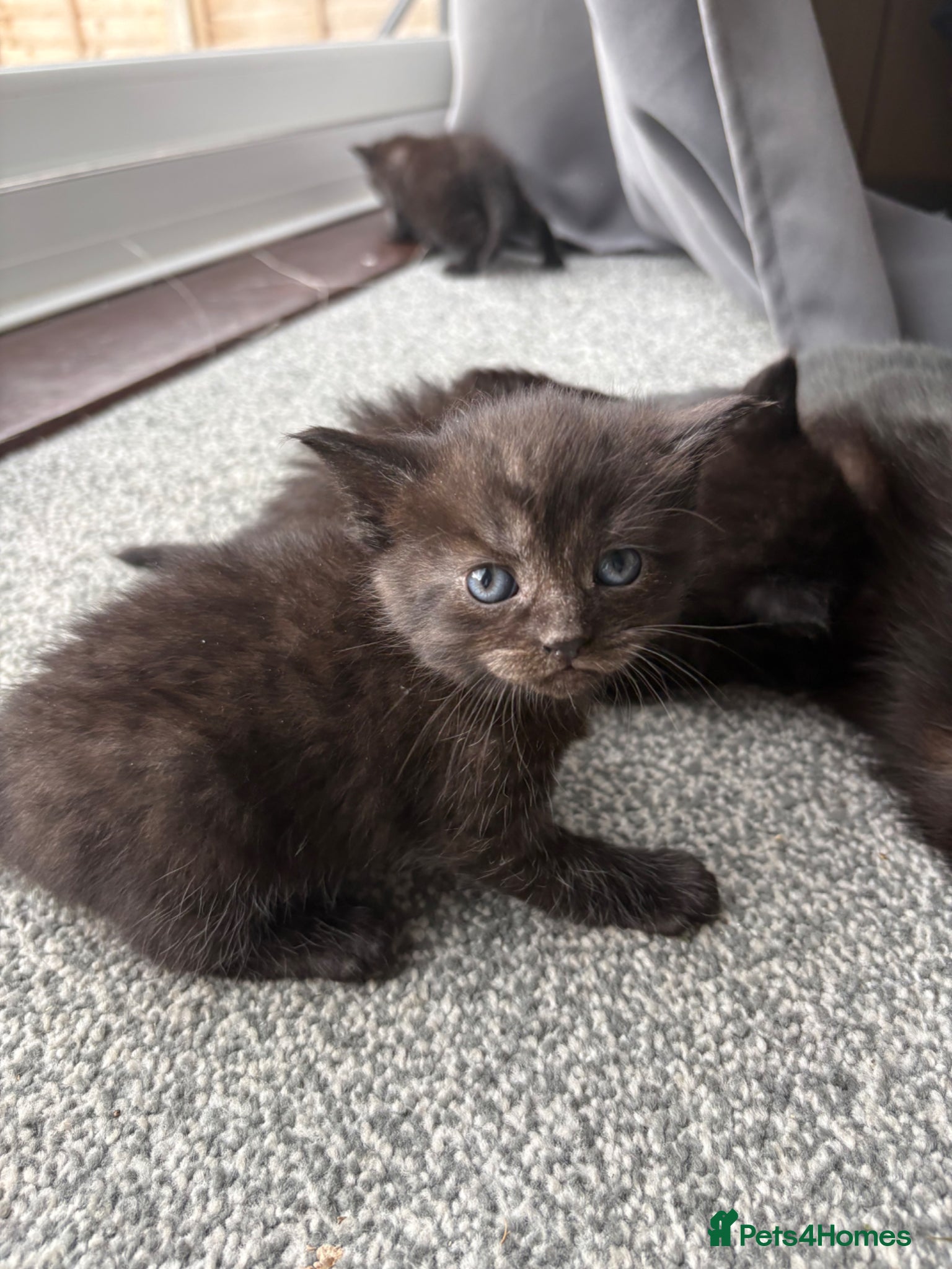 Persian cats for sale: Ash grey Persian kittens - Advert 10