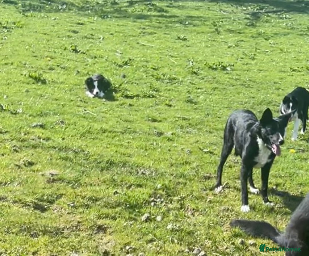 Border Collie dogs for sale: Bryndau Minnie - Image 8