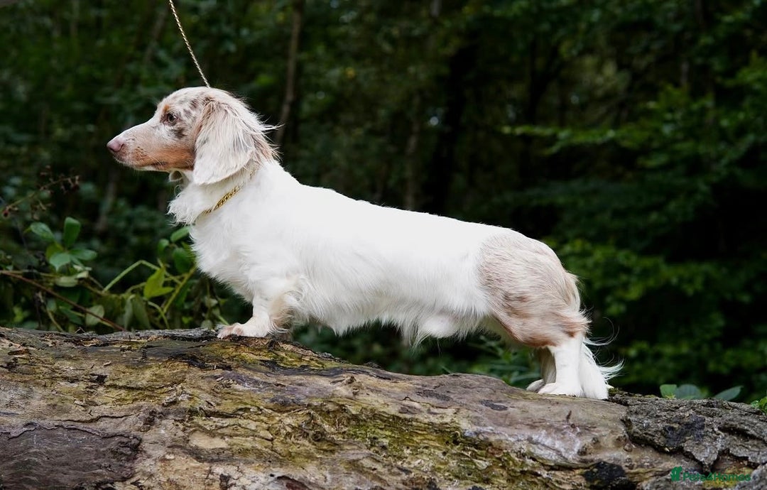 Miniature Dachshund dogs for sale: Two tiny boys looking for their forever sofa 💕 - Image 5