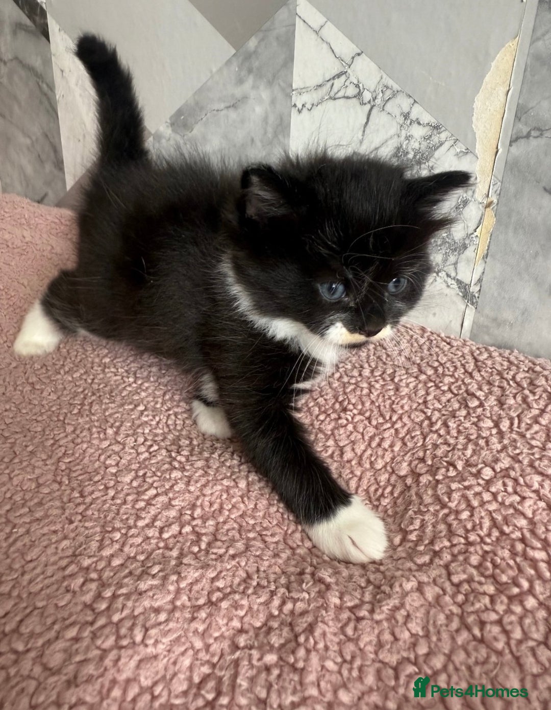 Mixed Breed cats for sale: 4 beautiful kittens  - Image 9