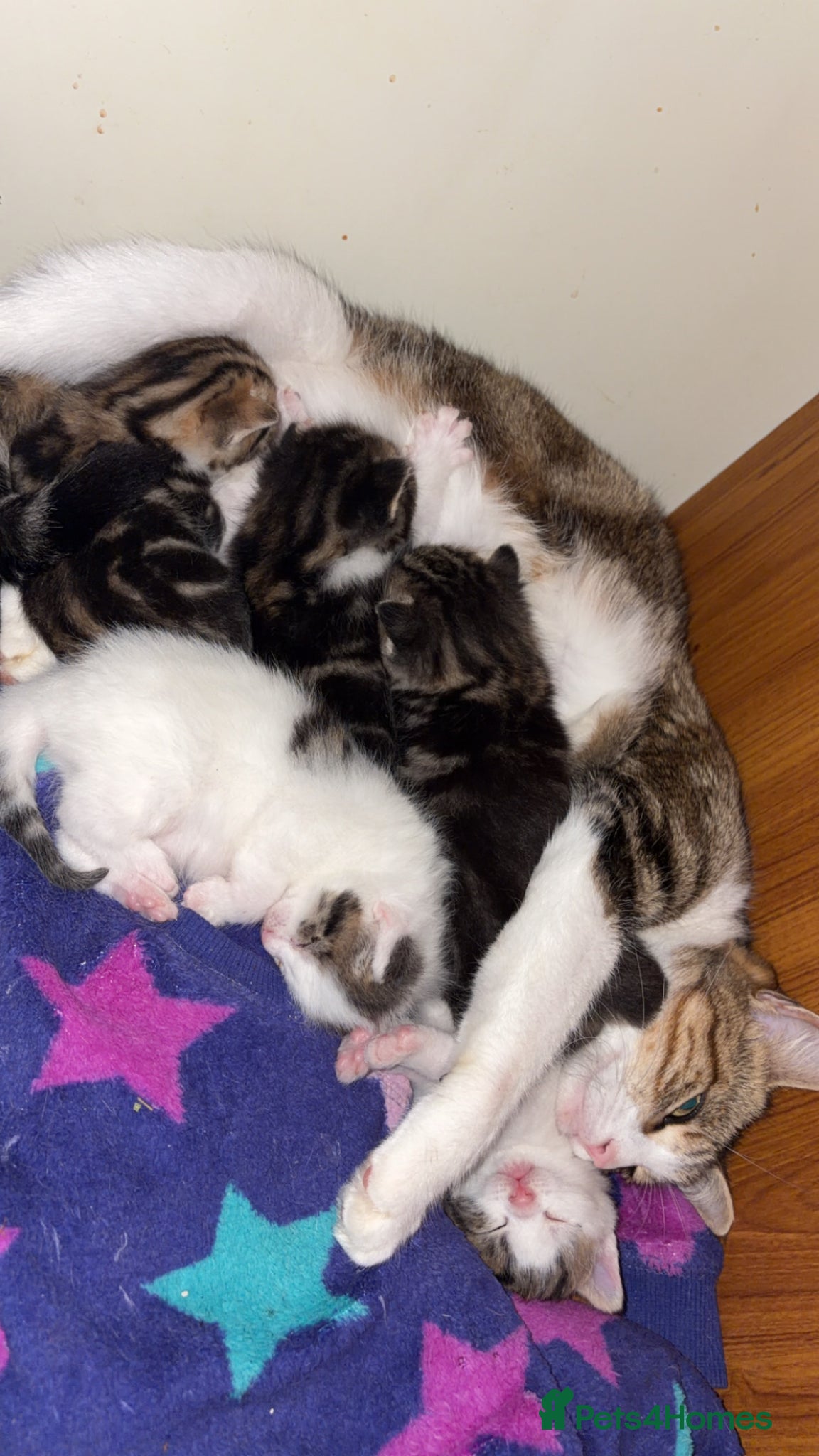 Mixed Breed cats for sale: 5 friendly playful mixed tabby kittens - Advert 1