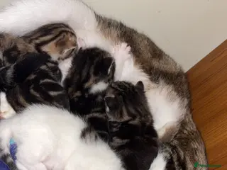 Mixed Breed cats 5 friendly playful mixed tabby kittens - Advert 1