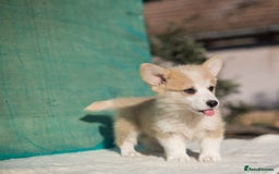 Welsh Corgi Pembroke dogs for sale: Welsh Corgi Pembroke Puppies with Pedigree! - Image 3