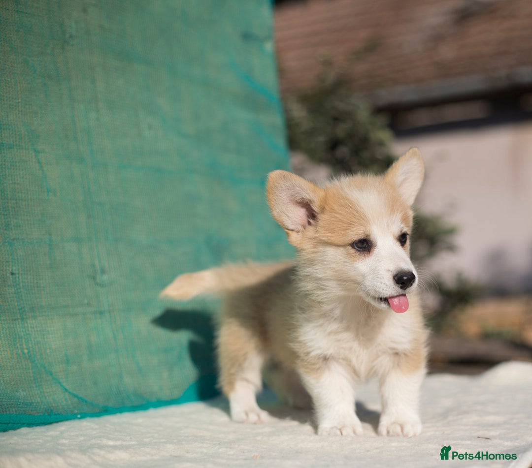 Welsh Corgi Pembroke dogs for sale: Welsh Corgi Pembroke Puppies with Pedigree! - Image 3