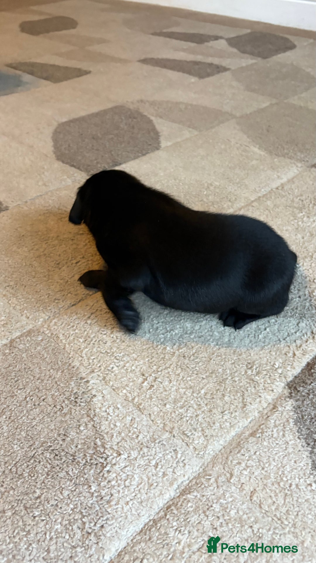 Labrador Retriever dogs for sale: KC Registered Labrador Puppies Ready 24th November - Image 10