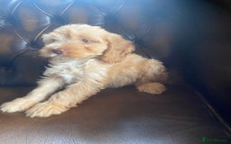 Cockapoo dogs for sale: Cockapoos  - Image 13
