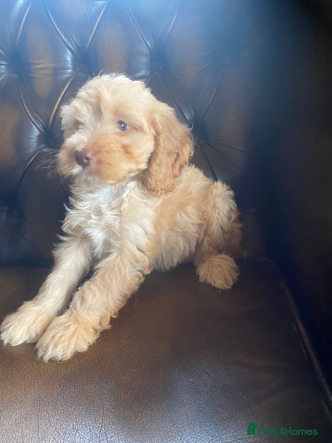 Cockapoo dogs for sale: Cockapoos  - Image 13