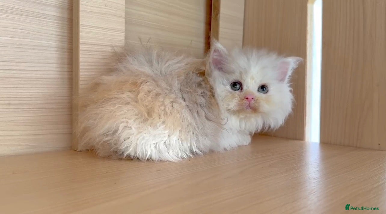 Selkirk Rex cats Beautiful litter of longhair Selkirk Rex kittens - Advert 10