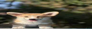 Welsh Corgi Pembroke 2