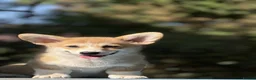 Welsh Corgi Pembroke dogs for sale: Quality  Corgi pembroke puppies available - Advert 2
