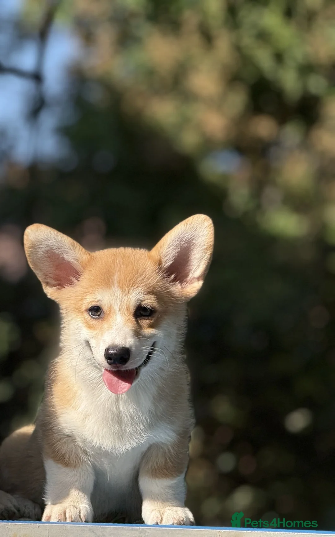 Welsh Corgi Pembroke dogs for sale: Quality  Corgi pembroke puppies available - Advert 2