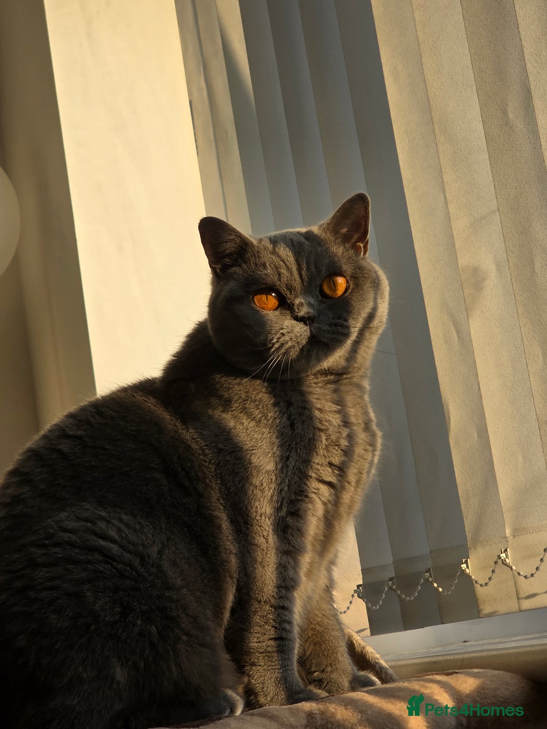 British Shorthair cats for sale: British Shorthair Female - Image 3