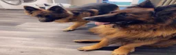 German Shepherd dogs for sale: German Shepard puppies for sales  - Advert 9