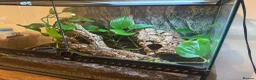 Gecko reptiles for sale: Crested Gecko and Full Set Up in Chepstow - Advert 3