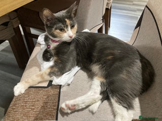 Mixed Breed cats Female Long Haired Kitten FREE TO GOOD HOME - Advert 1