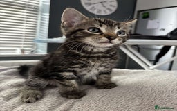 Mixed Breed cats for sale: 4 Lovely kittens  - Image 1