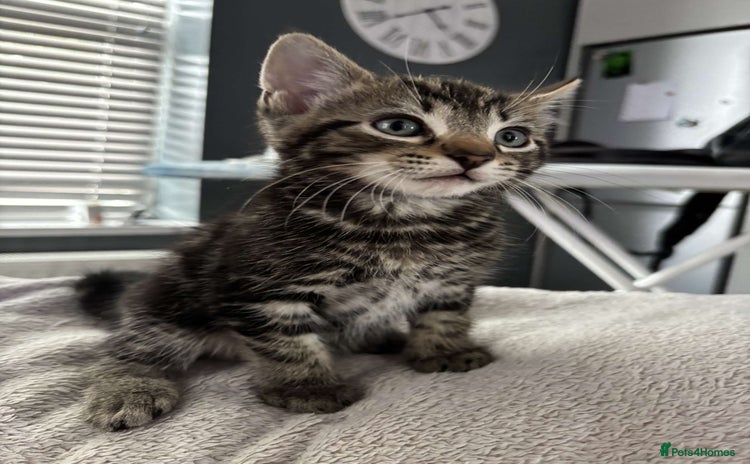 Mixed Breed cats - Advert 6