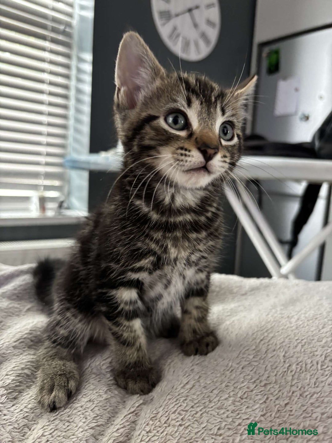 Mixed Breed cats for sale: 4 Lovely kittens  - Image 1