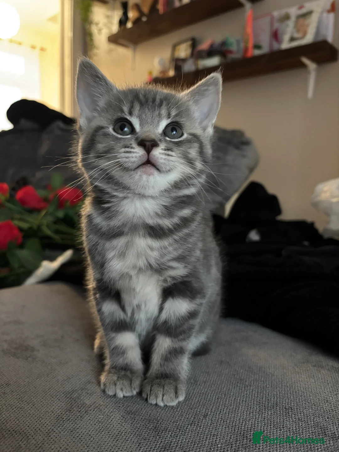 Mixed Breed cats for sale: Loving kittens looking for their forever homes 🐾 - Advert 2