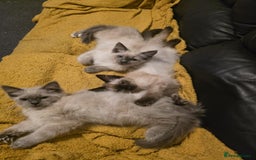 Ragdoll cats for sale: 🩵Beautiful ragdoll 🩵 - Image 5