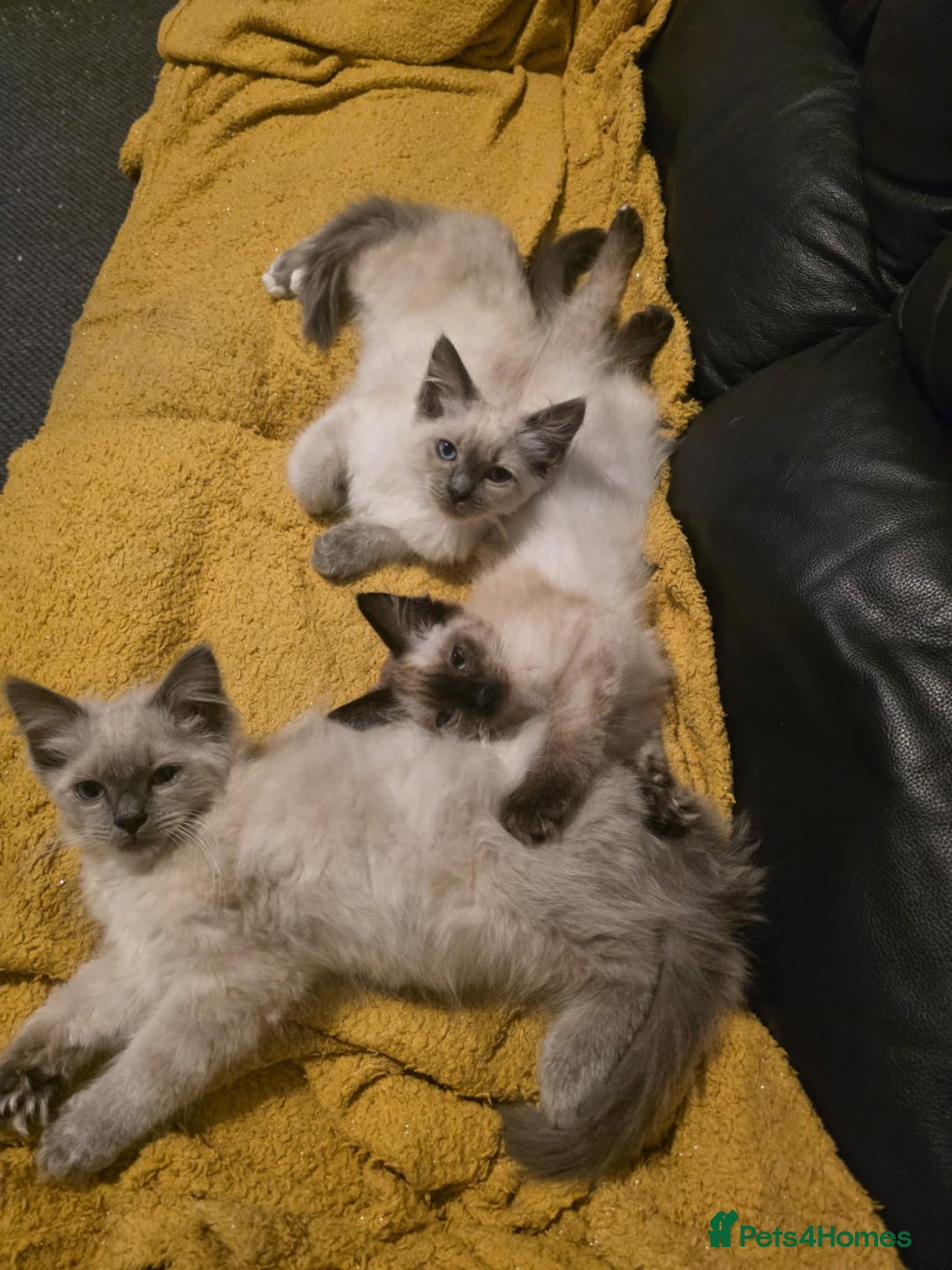 Ragdoll cats for sale: 🩵Beautiful ragdoll 🩵 - Image 5