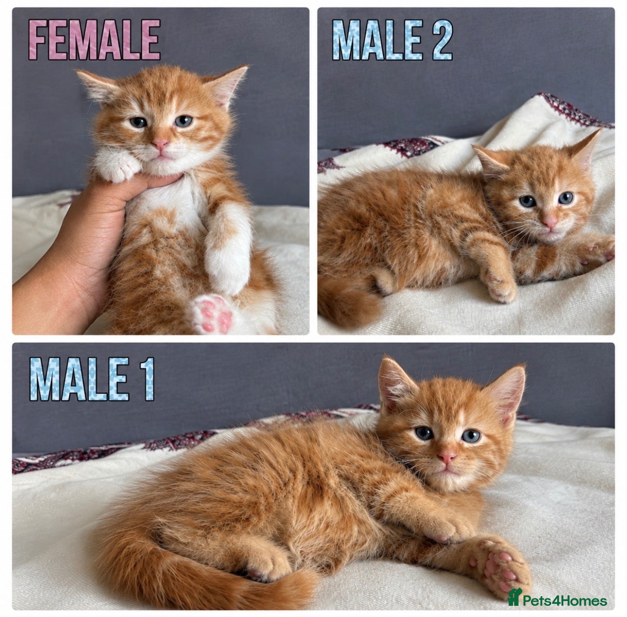 American Shorthair cats Beautiful Ginger kittens - READY FOR NEW HOMES! - Advert 8