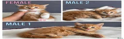 American Shorthair cats for sale: Beautiful Ginger kittens - READY FOR NEW HOMES! - Advert 1