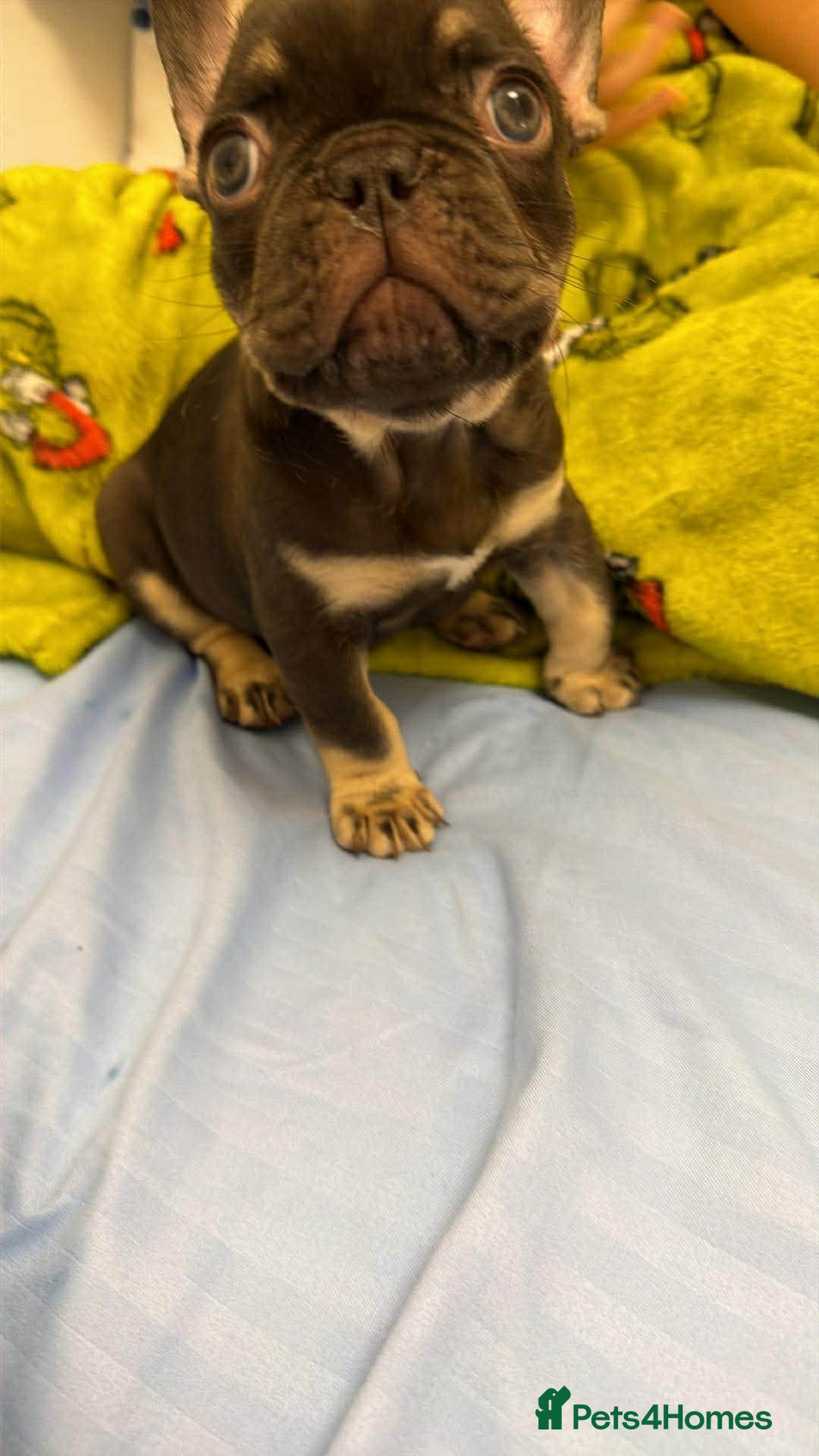 French Bulldog dogs for sale: French bulldog  - Advert 1