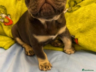 French Bulldog dogs French bulldog - Advert 1