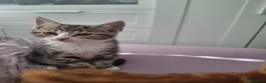 Mixed Breed Kitten 3
