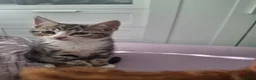 Mixed Breed cats for sale: Four gorgeous kittens  in Wimborne - Advert 8