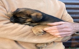 Border Terrier dogs for sale: Pure border terrier puppies  - Advert 22