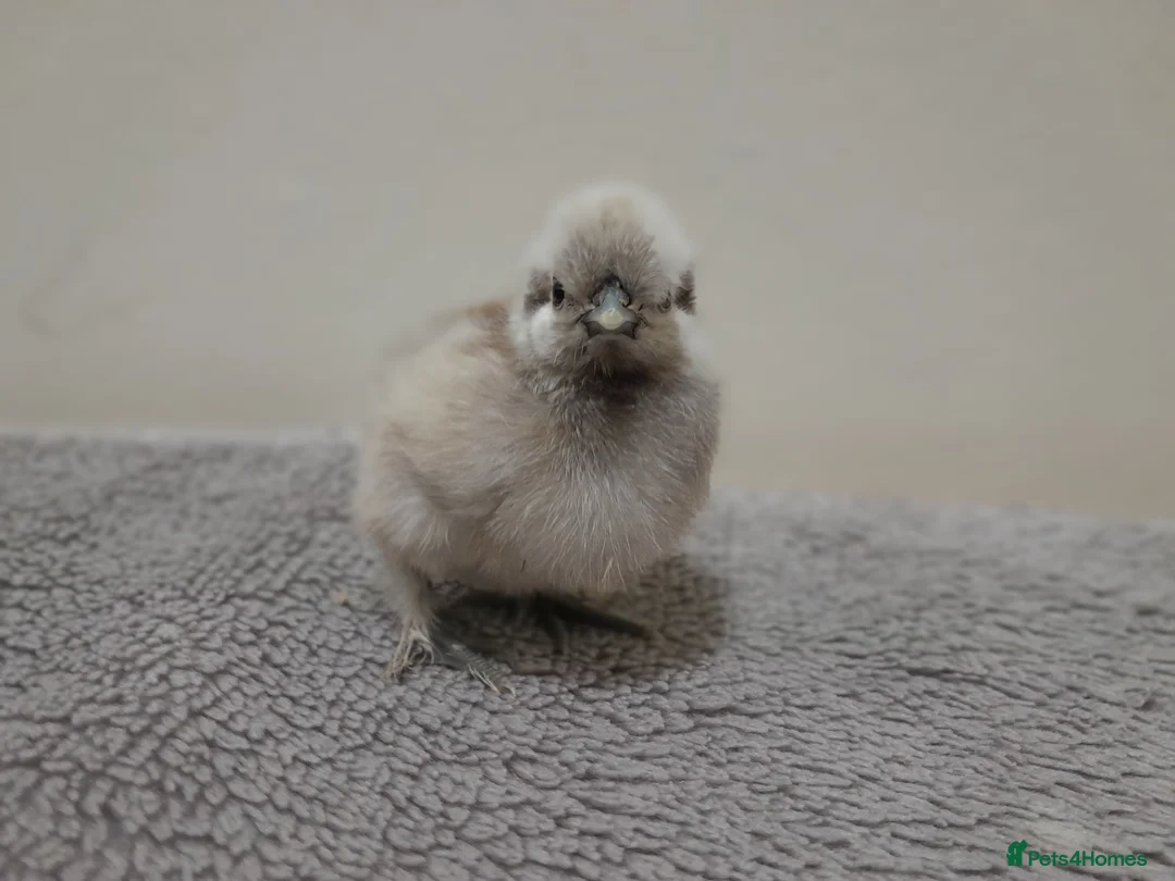 Chickens poultry for sale: Bantam Silkie Chicks From 1 Week + - Advert 7